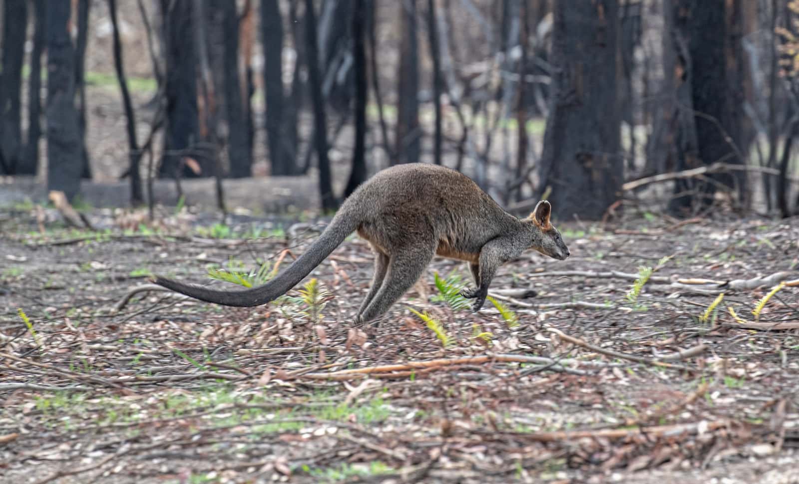 Welfare Legal protection of kangaroos